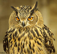 Eurasian Eagle-Owl