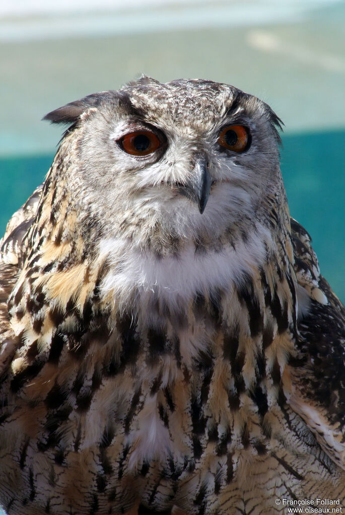 Eurasian Eagle-Owl, identification