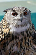 Eurasian Eagle-Owl