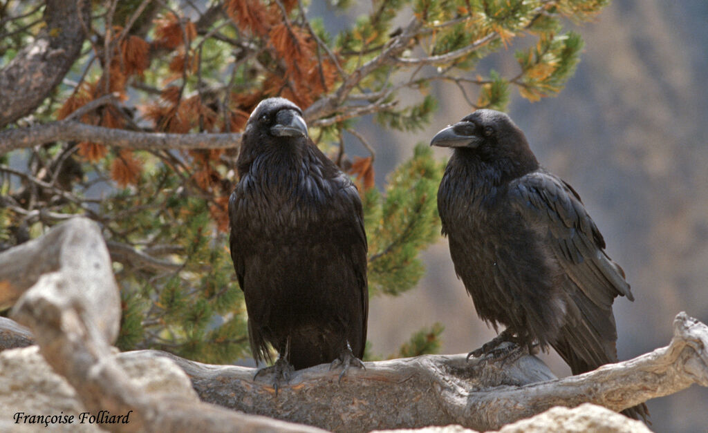 Northern Raven, Behaviour