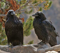 Northern Raven