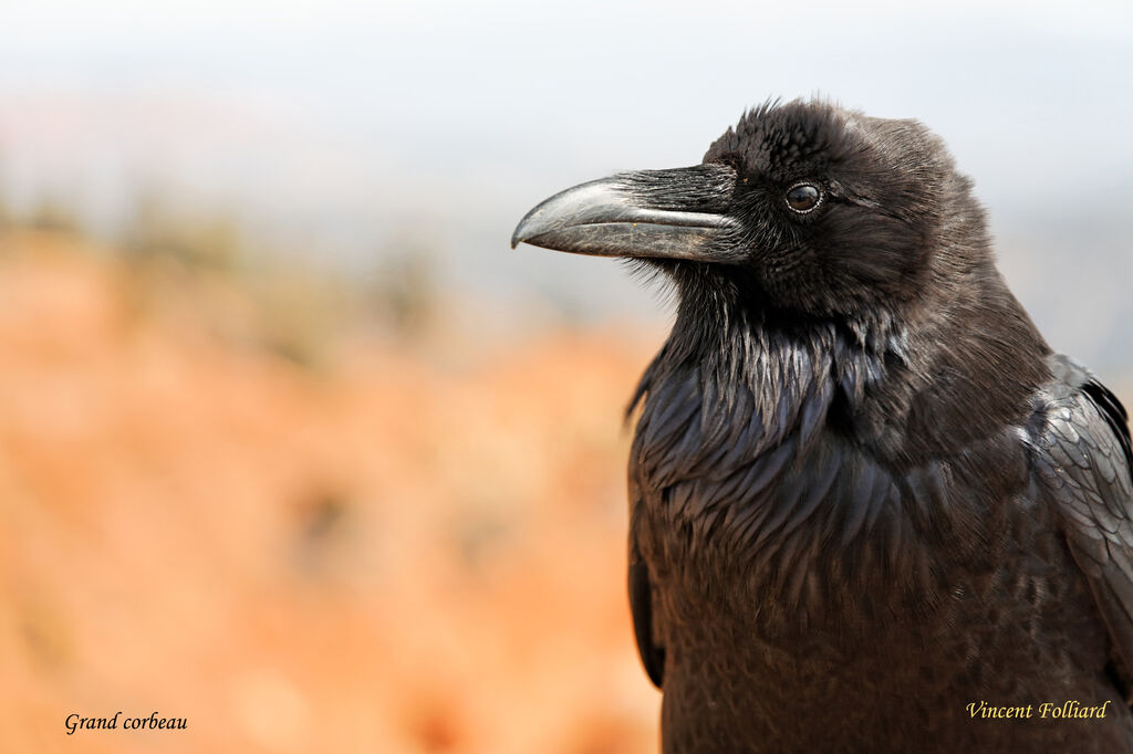 Grand Corbeauadulte, identification