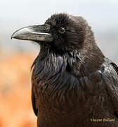 Northern Raven