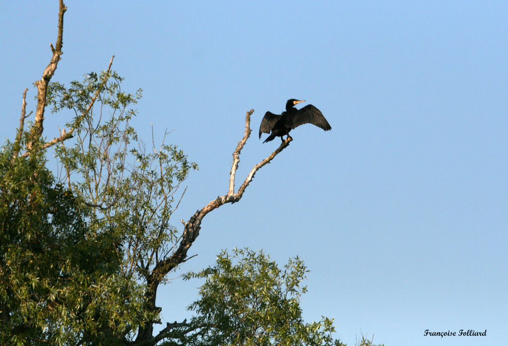 Grand Cormoranadulte, identification, Comportement