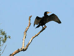 Great Cormorant