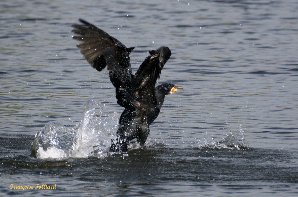 Great Cormorantadult, Flight, feeding habits