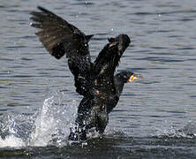 Great Cormorant