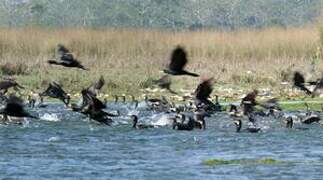 Great Cormorant