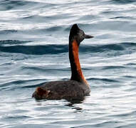 Great Grebe