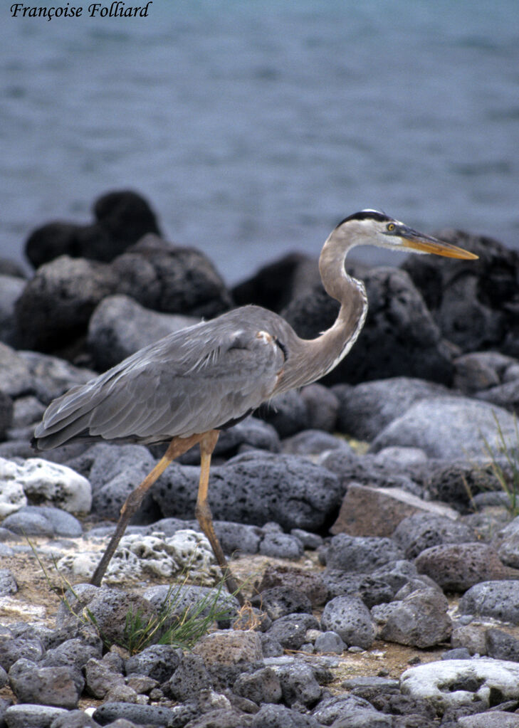 Grand Héronadulte, identification