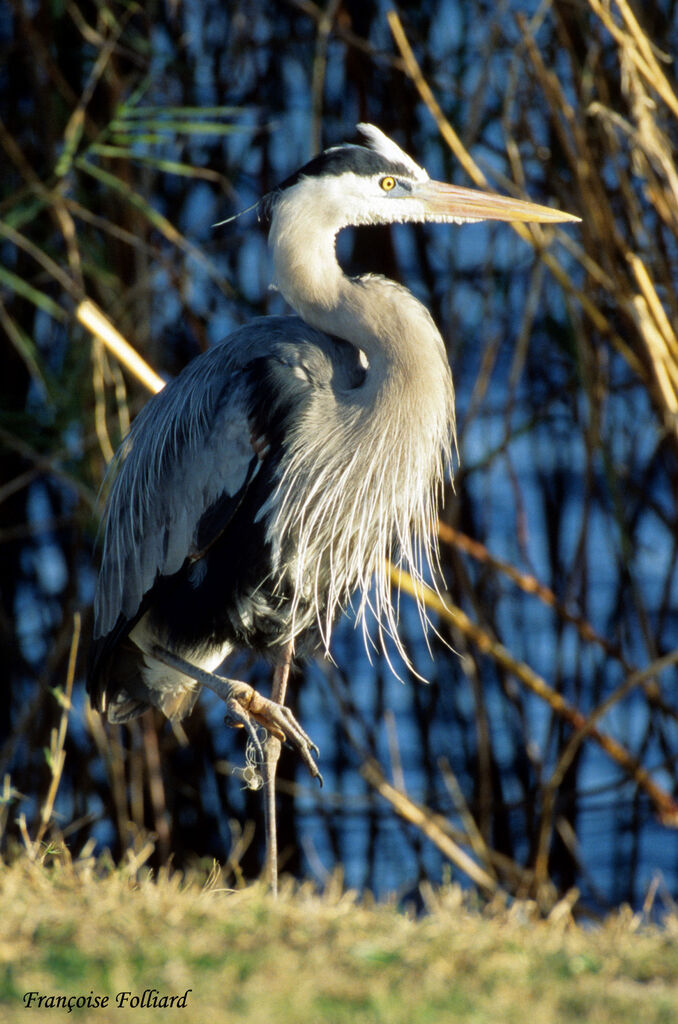 Grand Héronadulte, identification