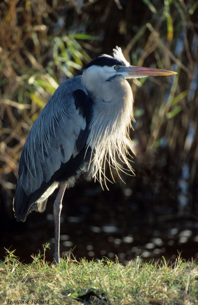 Great Blue Heronadult, identification