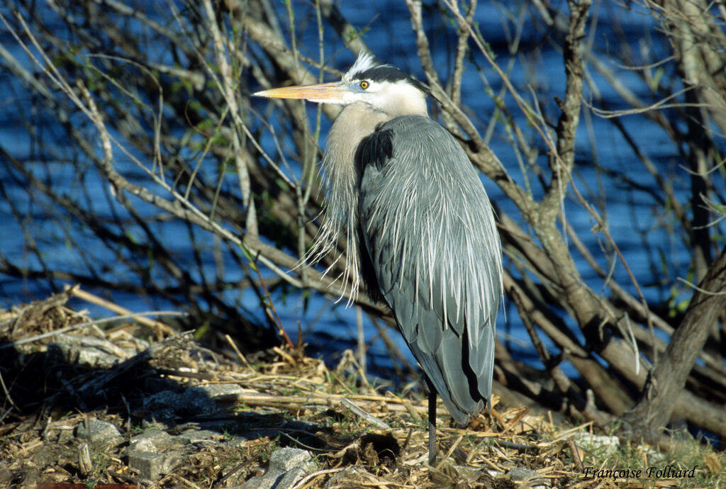 Grand Héronadulte, identification