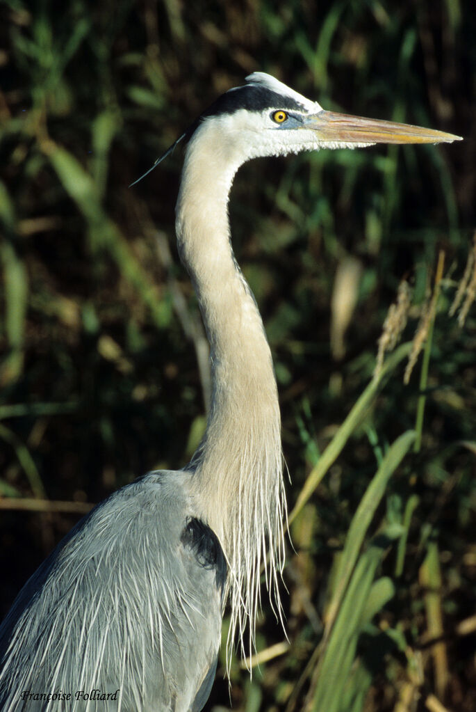 Great Blue Heronadult, identification