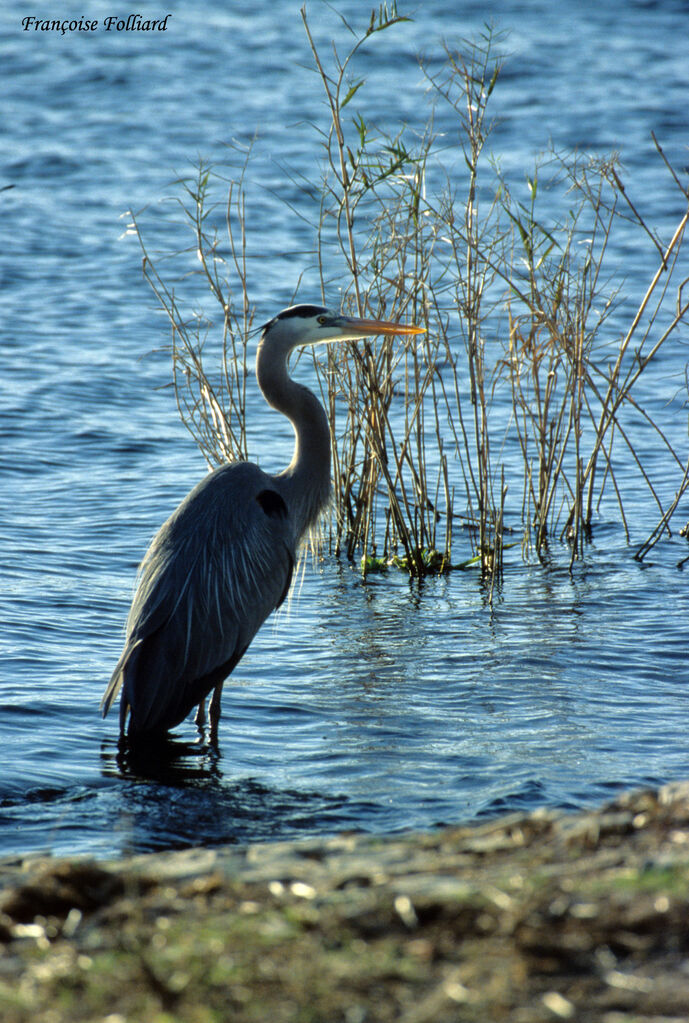 Great Blue Heronadult, identification