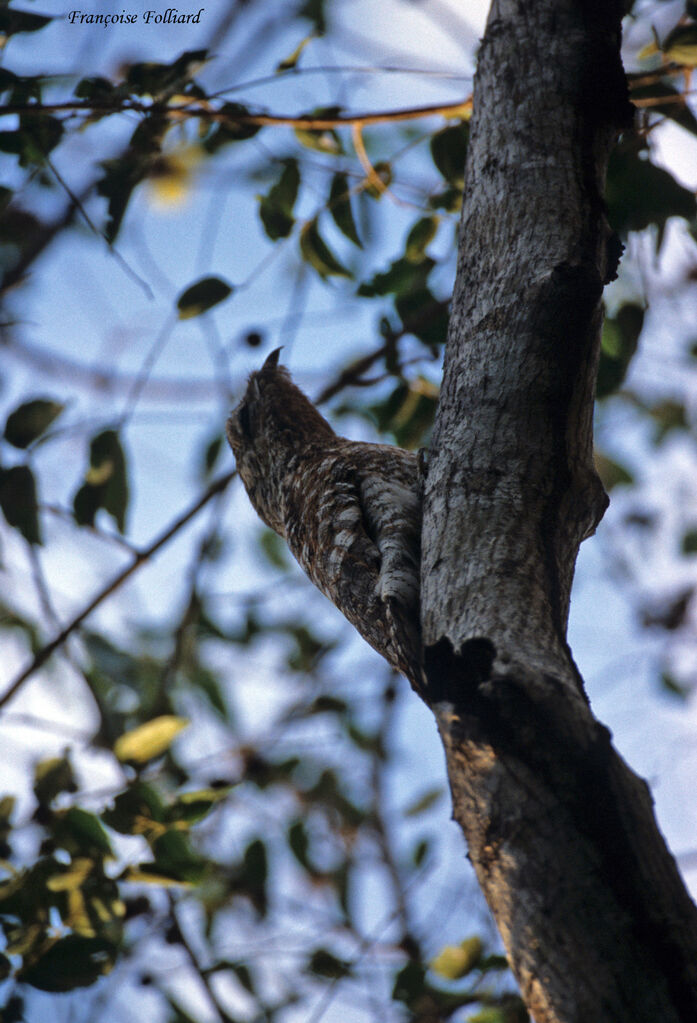 Great Potoo, identification