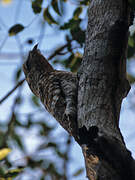 Great Potoo