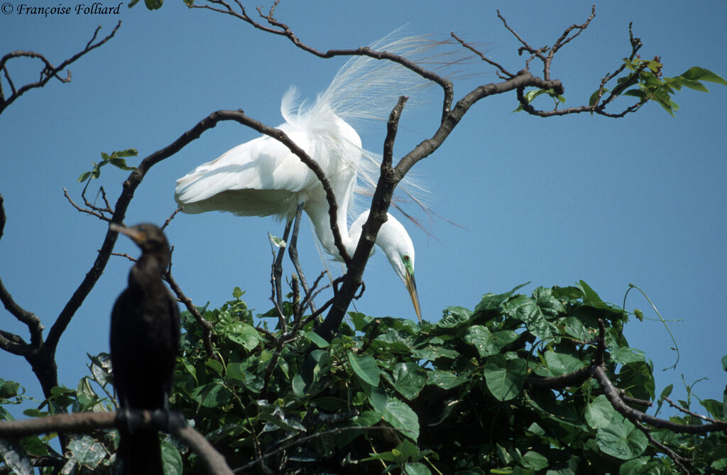 Great Egret male adult breeding, Reproduction-nesting, Behaviour