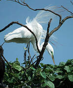 Grande Aigrette