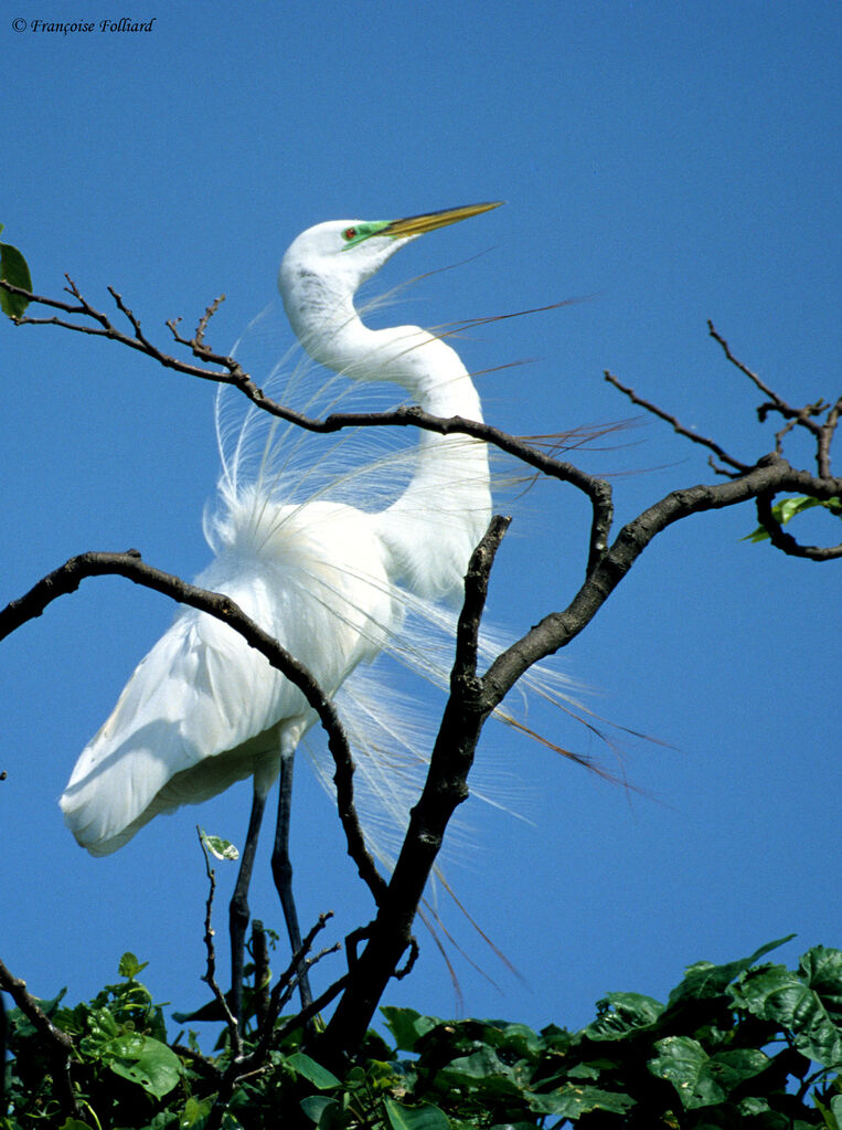 Great Egret male adult breeding, Reproduction-nesting, Behaviour