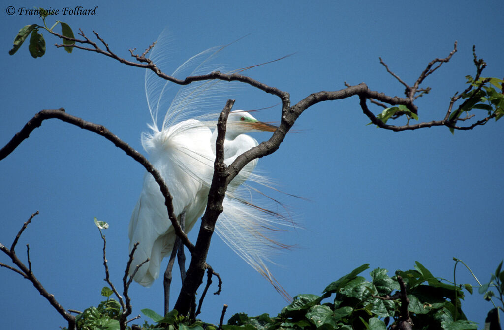 Great Egret male adult breeding, Reproduction-nesting, Behaviour