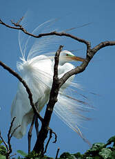 Grande Aigrette