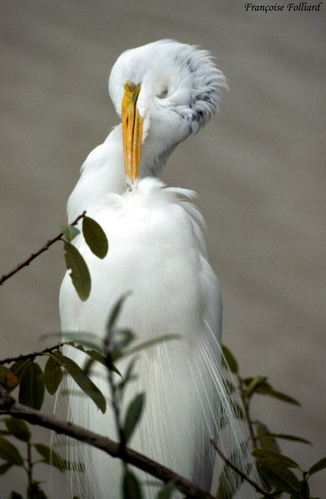 Great Egret, identification, Behaviour