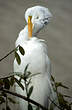 Grande Aigrette