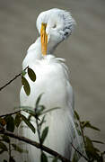 Grande Aigrette