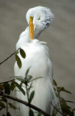 Grande Aigrette