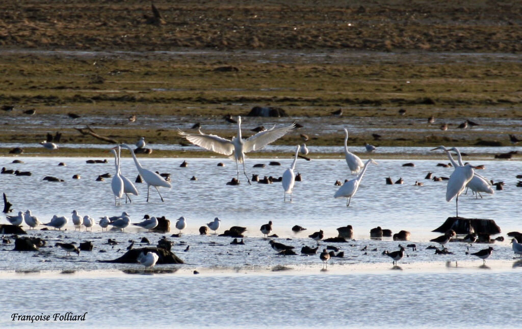 Great Egretadult, identification