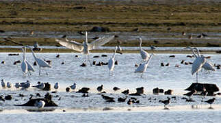 Grande Aigrette