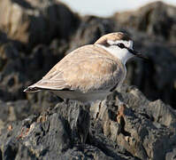 White-fronted Plover