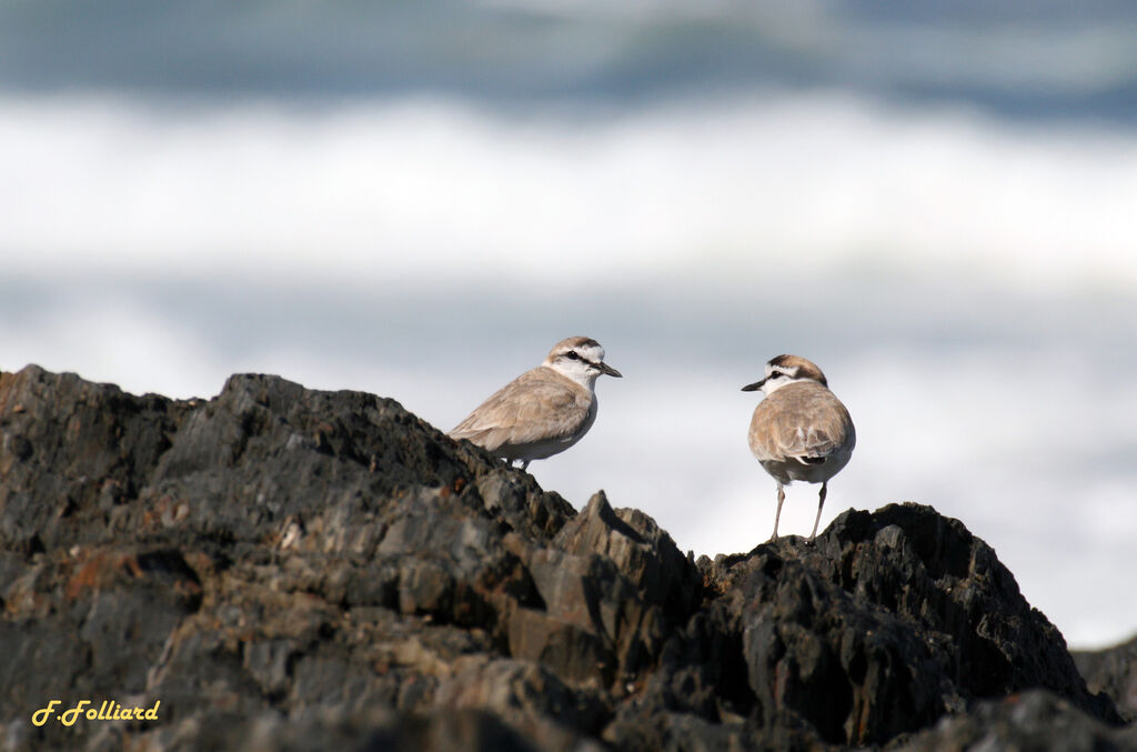 White-fronted Ploveradult, identification