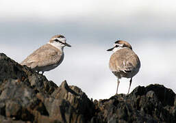 White-fronted Plover