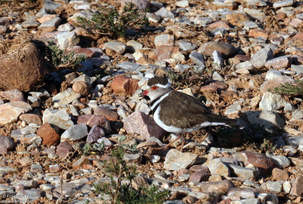 Three-banded Ploveradult, identification