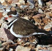 Three-banded Plover