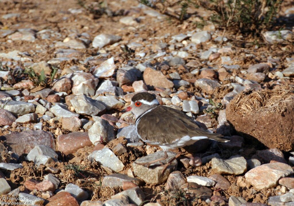 Three-banded Ploveradult, identification