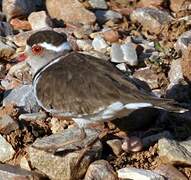 Three-banded Plover