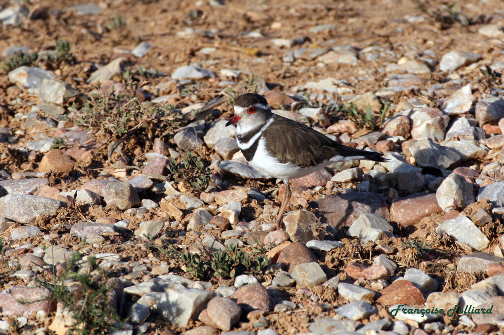 Three-banded Ploveradult, identification