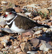 Three-banded Plover