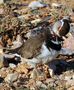 Three-banded Plover