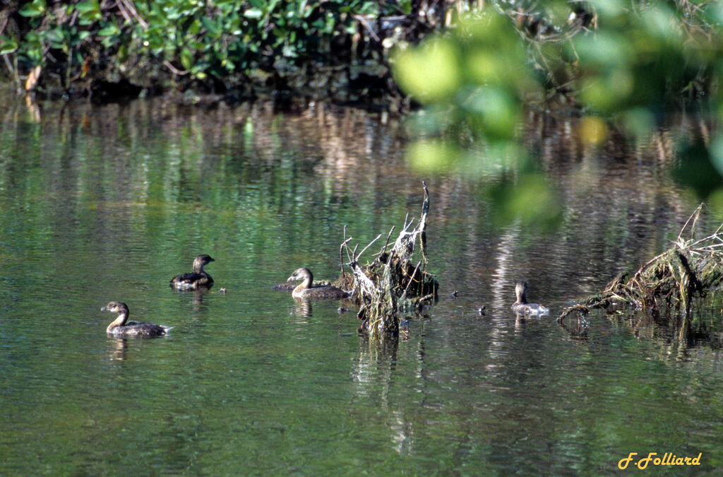 Pied-billed Grebe, identification