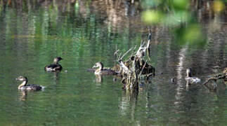 Pied-billed Grebe