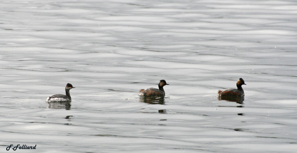 Grèbe à cou noir, identification