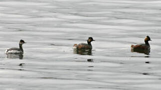 Black-necked Grebe