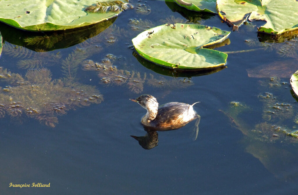 Little Grebe, identification