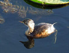 Little Grebe