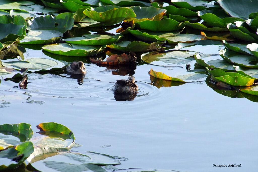 Little Grebe, identification