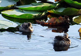 Little Grebe